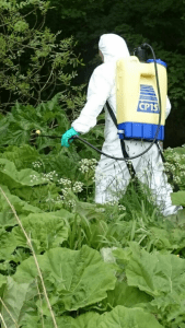 GIANT HOGWEED CONTROL ON THE RIVER URR