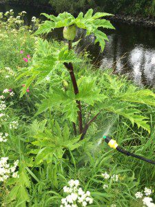 Giant Hogweed in June, before flowering