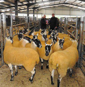 1 a 1 a Ewe Lamb & Gimmer Sale 2015 003