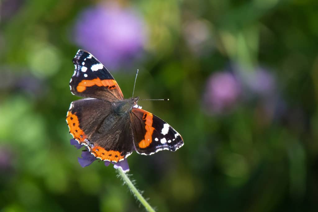 Red Admiral Thrives