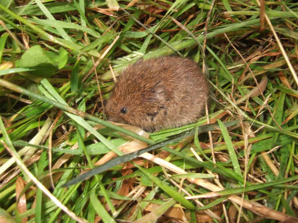 Vole Damage