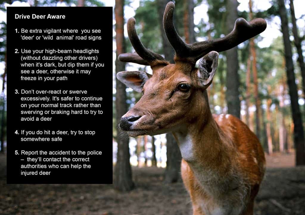 Deer Aware