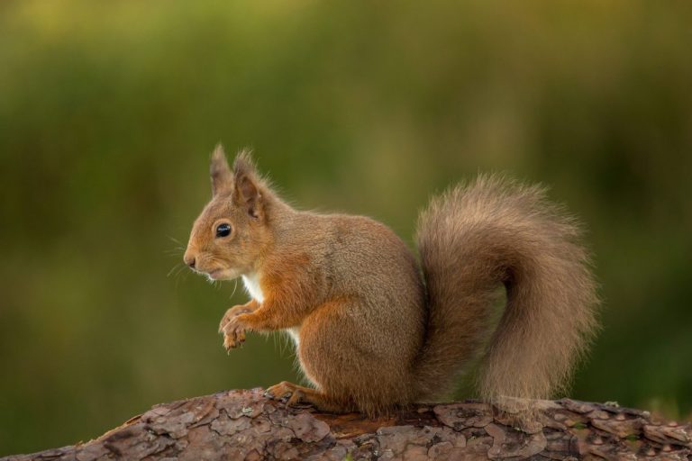 Almost 1000 squirrel sightings reported in one week during national survey