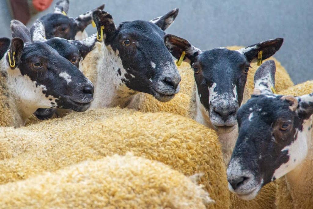 DUMFRIES MART BREEDING SHEEP SALE REPORT 28/08/20