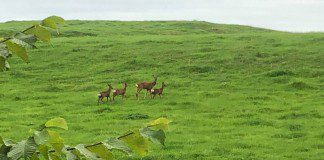 Deer numbers placing unprecedented pressure on environment