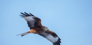 Four men charged with wildlife crime offences in Stewartry