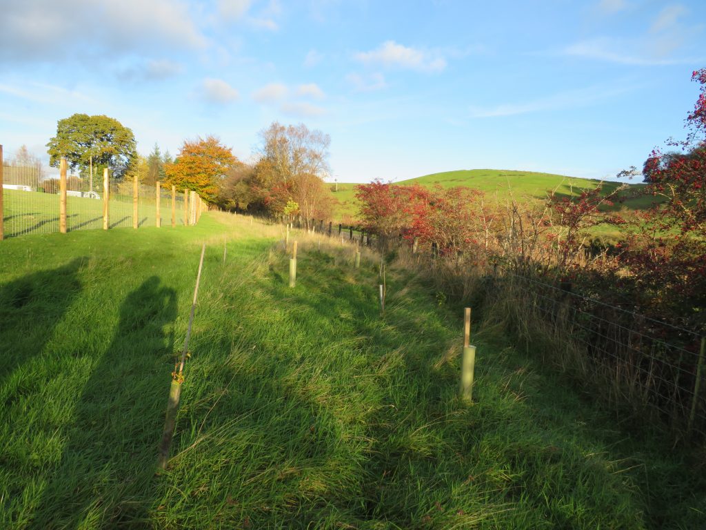 South of Scotland Tree Planting Grant Scheme