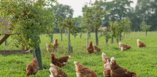 Bird flu - UK-wide housing measures introduced to protect poultry and captive birds against avian flu