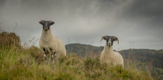 SHEEP WORRYING INCIDENT LEAVES TWO INJURED