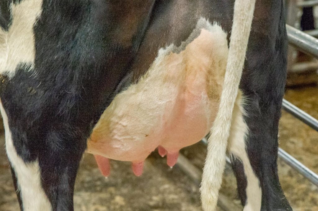 £2100 TOP PRICE AT DUMFRIES DAIRY CATTLE CHRISTMAS SHOW AND SALE