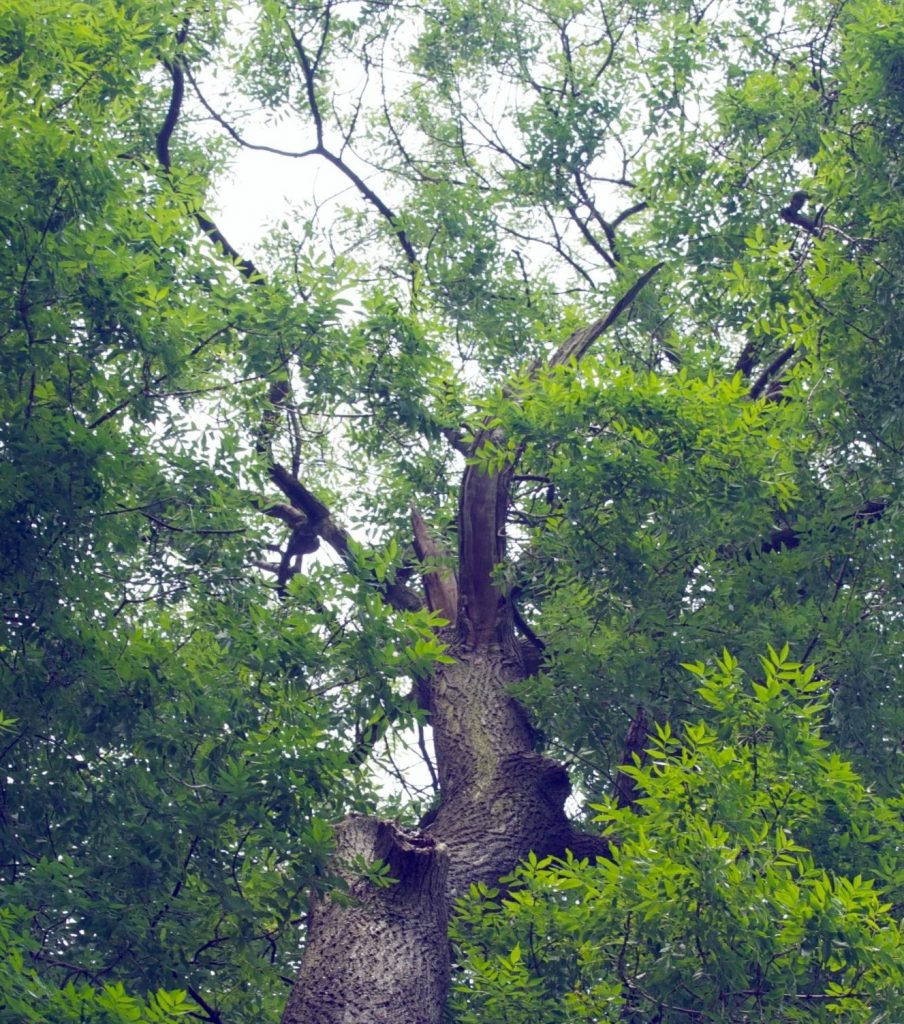 Searching for a grand ash in Scotland