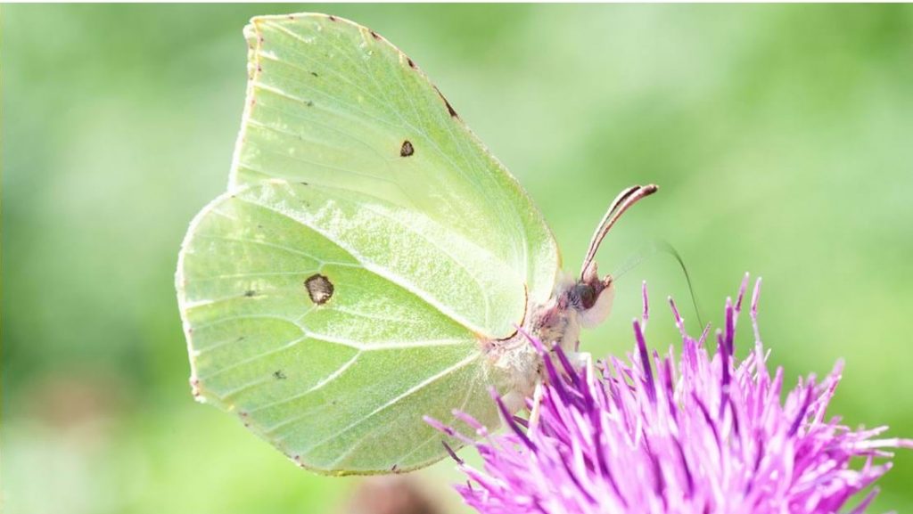 Extended cold weather snap could be damning for wildlife this spring