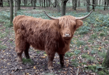 HIGHWAY HEROS ,HIGHLAND CATTLE HELP CREATE NATURAL HABBITAT