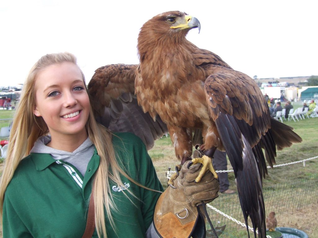 Performing pigs, sheep that leap and dogs of all kinds – all at Galloway Country Fair