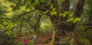 Get Ready for the 2022 Barhill Woodland Festival at Kirkcudbright.