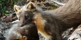 Thermal imaging trials capture growth of Galloway Pine Marten Population