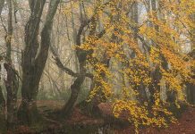 KENMURE CASTLE BEECH TREE IMAGE WINS DUNCAN ANOTHER AWARD