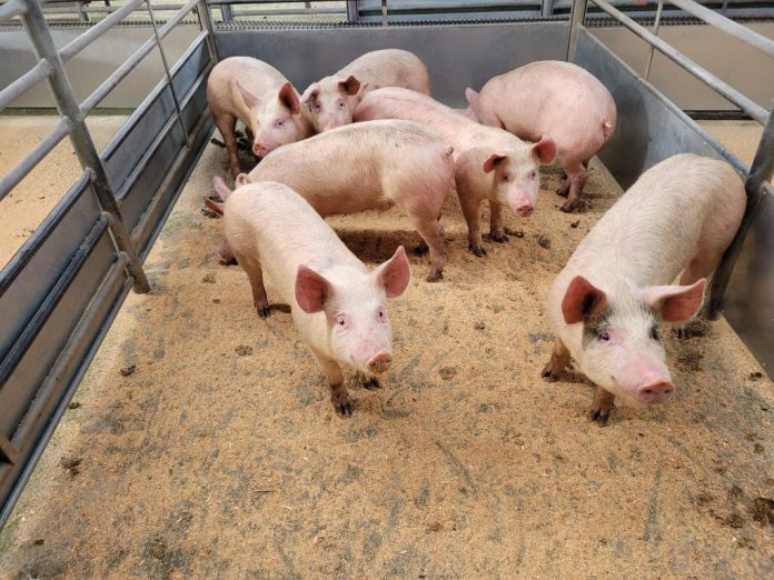 DUMFRIES MART MONTHLY PIG SALE REPORT 7/8/23