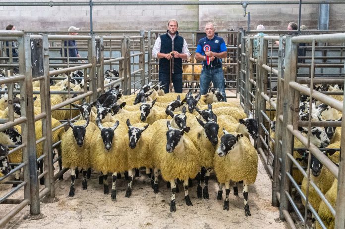 Dumfries Mart Breeding and Feeding Sheep Sale Report 9/9/23