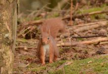 Get involved in Scotland’s fifth annual Great Scottish Squirrel Survey