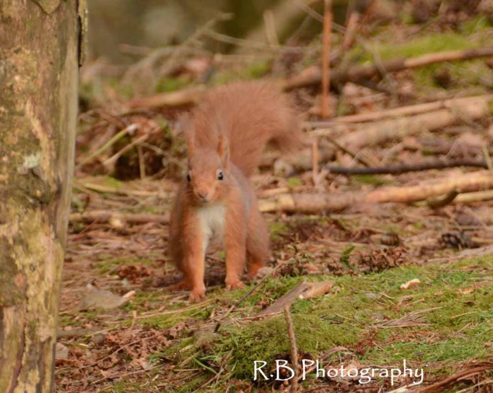 Get involved in Scotland’s fifth annual Great Scottish Squirrel Survey