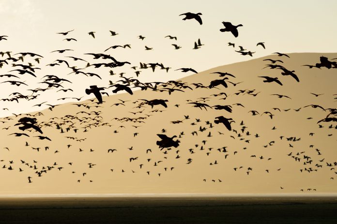 All eyes to the Solway skies