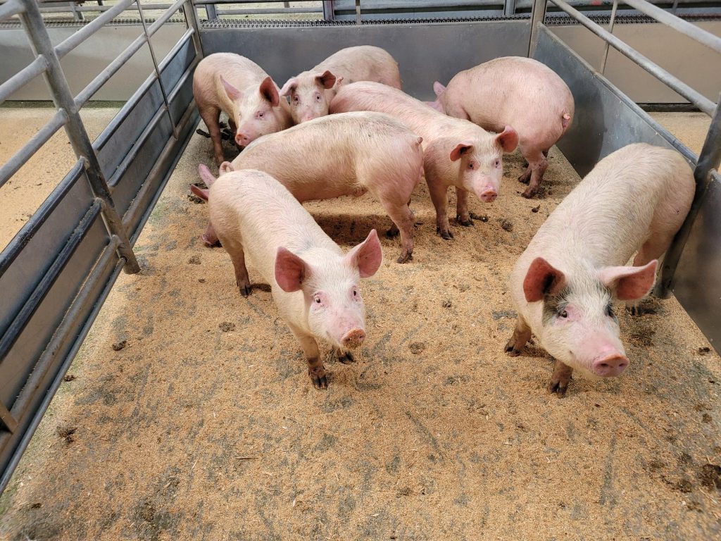 DUMFRIES MART MONTHLY PIG SALE REPORT 11/11/23