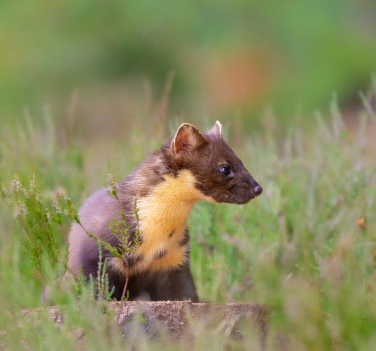 'SCATS' OUT THE BAG - PINE MARTIN N UMBERS ON THE INCREASE IN D&G FORESTS