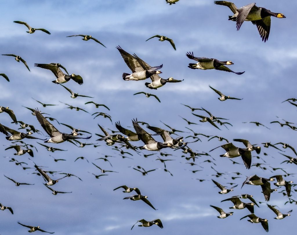 Enjoy Easter at WWT Caerlaverock and say Goodbye to the Geese