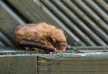 Bats are described as an ‘indicator species’ for biodiversity