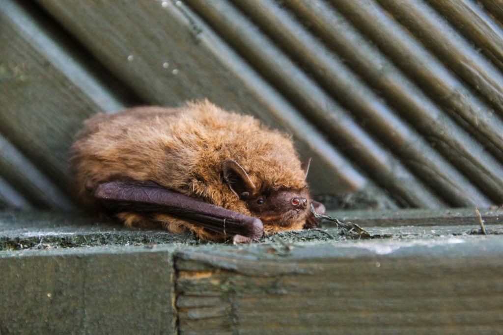 Bats are described as an ‘indicator species’ for biodiversity