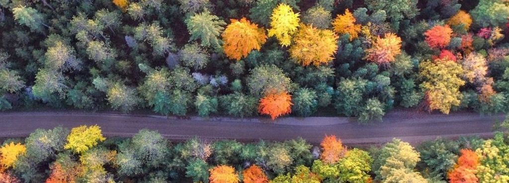 A701 DIVERSIONS IN PLACE AS TREES TO BE FELLED THIS WEEKEND