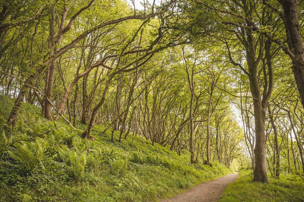 The Dumfries & Galloway Woodlands Summer Events Programme invites you to explore Trees from a new angle!