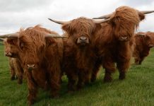 SRUC awarded £700k to measure cattle emissions