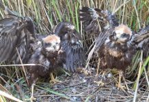 Breeding success for Marsh Harrier pair