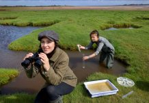 Saltmarshes