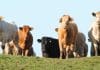 NFU SCOTLAND CALLS FOR FARM ASSURANCE CHANGE