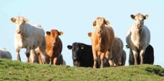 NFU SCOTLAND CALLS FOR FARM ASSURANCE CHANGE