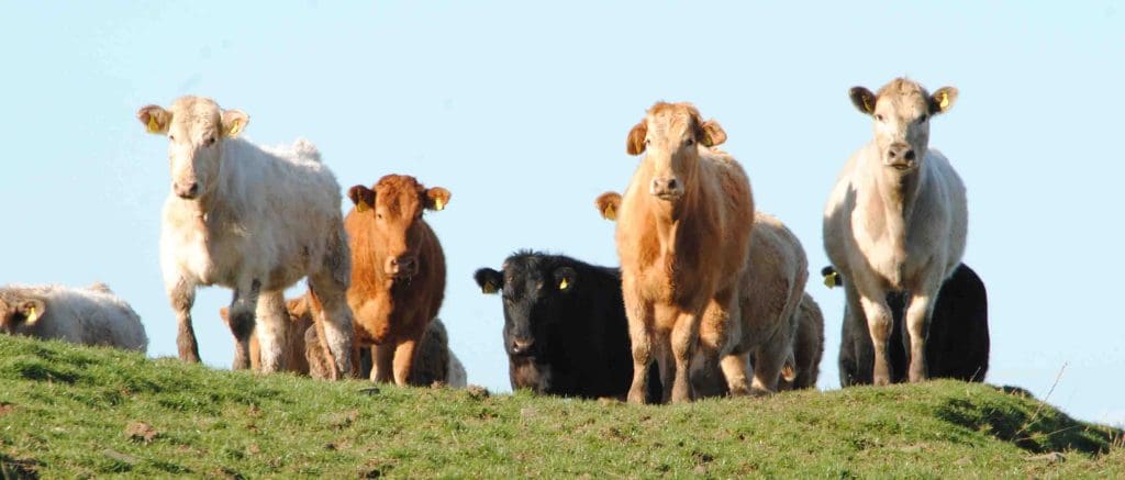 NFU SCOTLAND CALLS FOR FARM ASSURANCE CHANGE