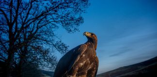 South Scotland Golden Eagle Project Needs Extra Funding to Fly