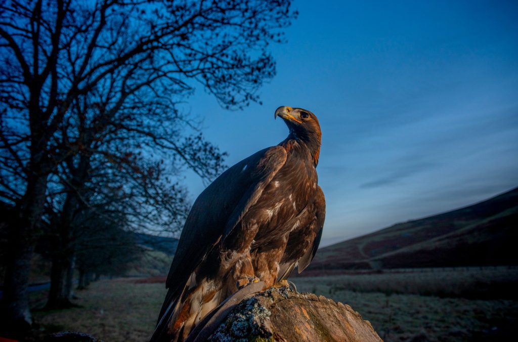 South Scotland Golden Eagle Project Needs Extra Funding to Fly