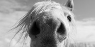 WIGTOWNSHIRE HORSE THERAPY CENTRE HAS FUNDED SPACES AVAILABLE