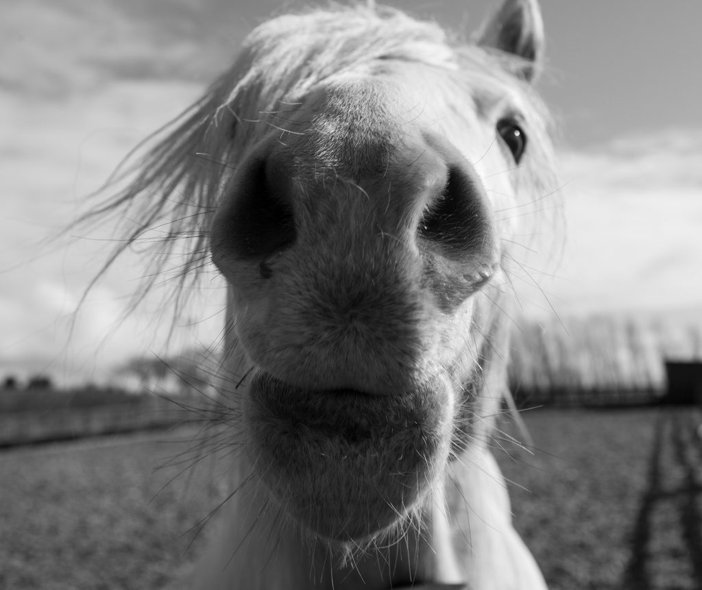 WIGTOWNSHIRE HORSE THERAPY CENTRE HAS FUNDED SPACES AVAILABLE