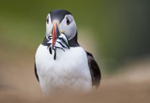 RSPB Say Scotland’s seabirds face a bleak future without urgent action 