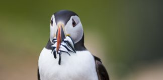 RSPB Say Scotland’s seabirds face a bleak future without urgent action 