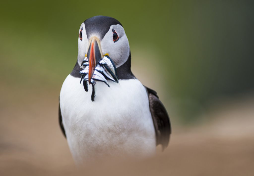 RSPB Say Scotland’s seabirds face a bleak future without urgent action 