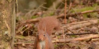 Public squirrel sightings ‘more important than ever’ as annual Great Scottish Squirrel Survey begins next week.