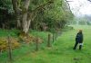 Dumfries & Galloway Woodlands