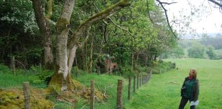 Dumfries & Galloway Woodlands