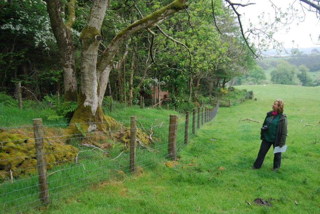 Dumfries & Galloway Woodlands